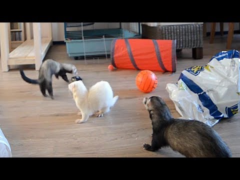 Video: Mange Huko Ferrets