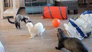 ferret playtime! by channel4ferrets 3,944,255 views 9 years ago 5 minutes, 52 seconds