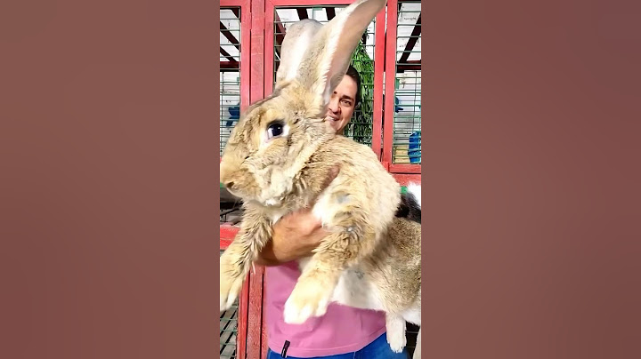 The little rabbit I found on the roadside turned out to be a treasure #animals #pets #youtubeshorts