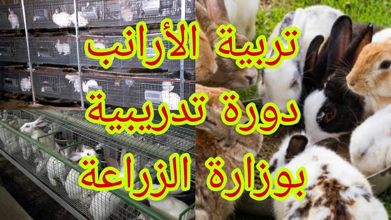 تربية الأرانب.. دورة تدريبية بمعهد بحوث الإنتاج الحيواني بوزارة الزراعة