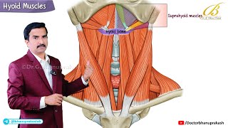 Hyoid Muscles (Suprahyoid & Infrahyoid Muscles Animation) Dr G Bhanu Prakash