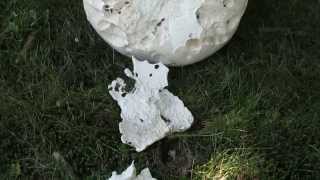 A Fungus Among Us