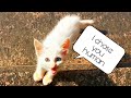 This Cute Little Blue And Green Eyed Kitten Chose Me As Her Mommy| Most Expensive Cat Breed | Mar Fy