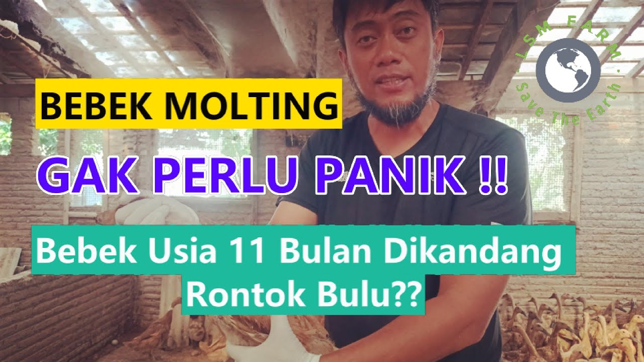 BEBEK USIA 11 BULAN DI KANDANG RONTOK BULU?? GAK PERLU PANIK!!