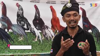 Ratu Cantik Ayam Cikgu Asmawi di Majalah 3 TV3 Ayam Ratu