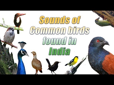 Common bird sounds