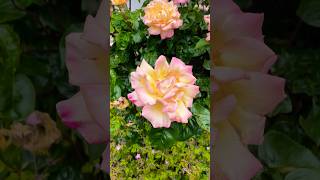 Dil main hay tum #short #viralvideo #hindisong #ilovenature #beautifulflower #rose #videography