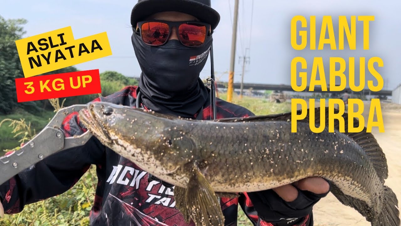 EDAAN❗️❗️IKAN GABUS PURBA SEGEDE INI, REKOOR PRIBADI SAYA DI AKHIR TAHUN 2025