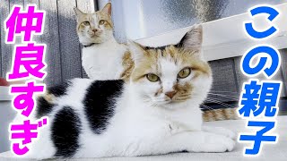 優しい母猫にいつまでも甘える息子猫を見て親子愛を感じました！[三毛母猫と子猫]