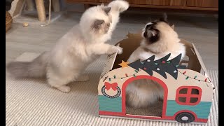 【布偶猫】竟然打起来了圣诞猫礼盒开箱