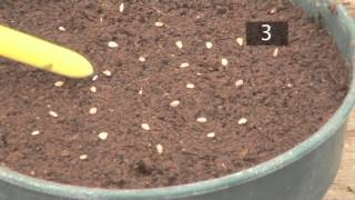 How To Plant Seeds in Pots