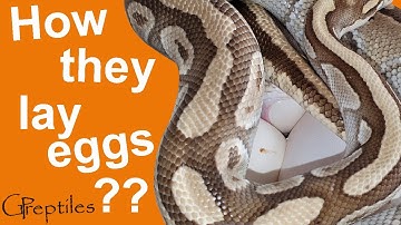 How snakes lay eggs? Ball Pythons