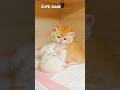 Two Cute Kittens Playfully Fighting Together ❤️ #shorts #pets #kitten