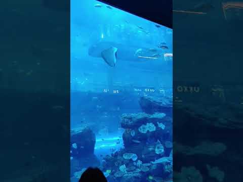 Aquarium inside Dubai Mall #subscribe #shorts #shortsvideo #marinelife #dubaimallaquarium #dubai