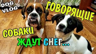 GOOD DOG Говорящие собаки ждут снег GOOD DOG Говорящие собаки ждут снег