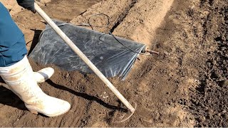 ジャガイモ　マルチ栽培【マルチ編】後編20/2/1