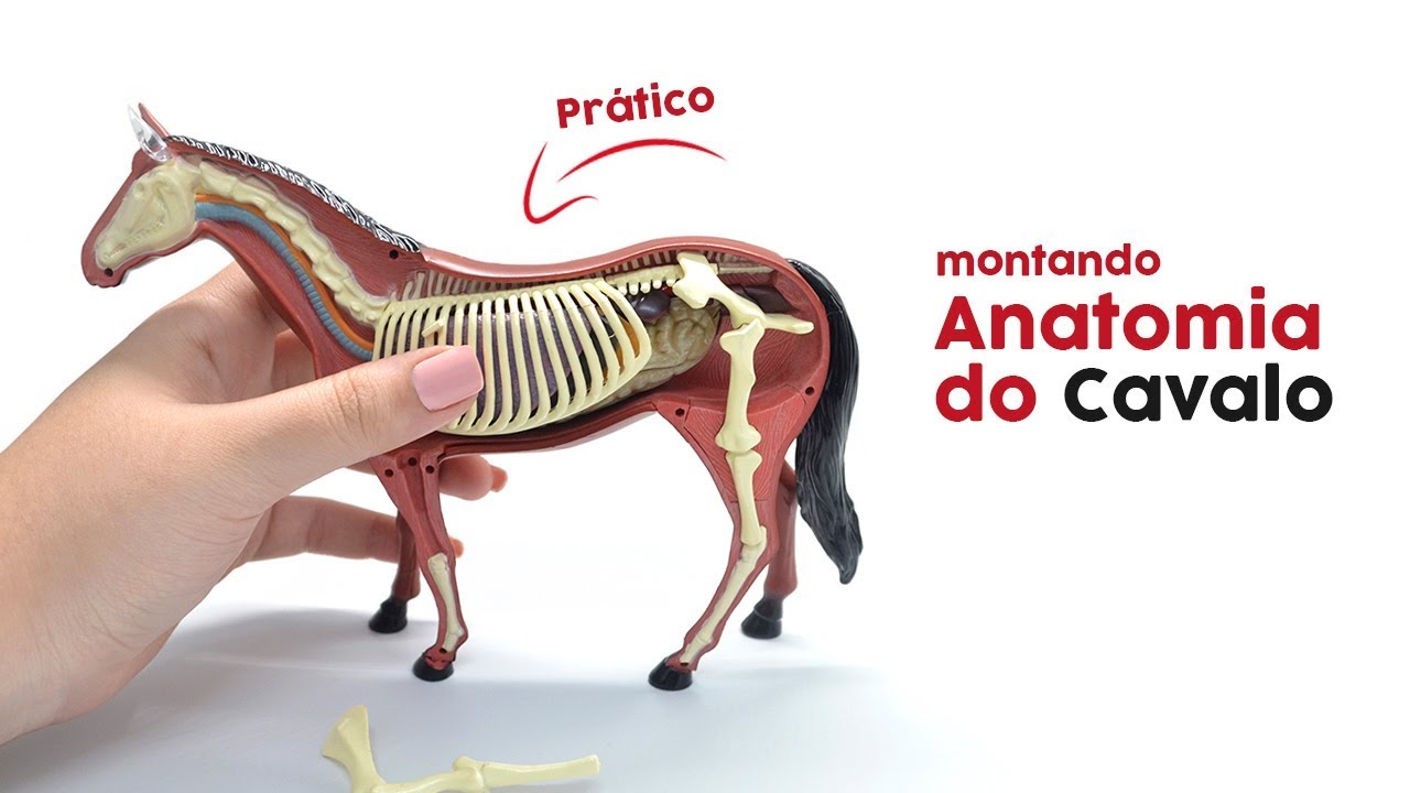 ANATOMIA: O EXTERIOR DO CAVALO