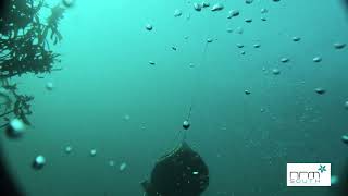 Babel Island - Tasmanian Commerical Dive Association - Funded by the Australian Government
