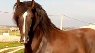 # اقوال و أشعار عن الخيل 🐎 والتبوريدة سمع كلام المعقول .⁦️⁩⁦❤️⁩.فرجة ممتعة 😍.