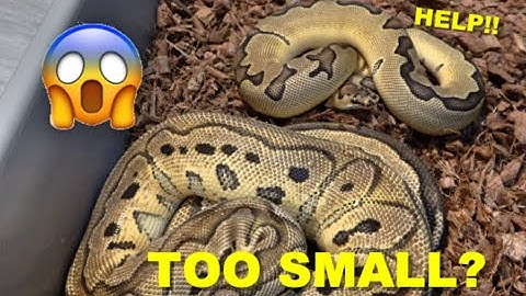 Breeding Ball Pythons! How To Breed Young Males!