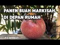 CARA BUAT JUS MARKISA | KHASIAT DAN MANFAAT BUAH MARKISAH | TANAMAN TROPIS | BUAH BUAHAN