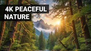INSTANT Stress Relief Aesthetic Nature Vibe A Refreshing Visual Journey to Calm Your Mind