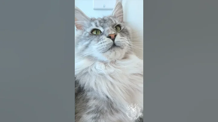 Video 7478041: mainecoon cutecat cat, mainecoon cats catlover, gorgeous maine coon cat, maine coon cats show, beautiful maine coon cat, cute kitty