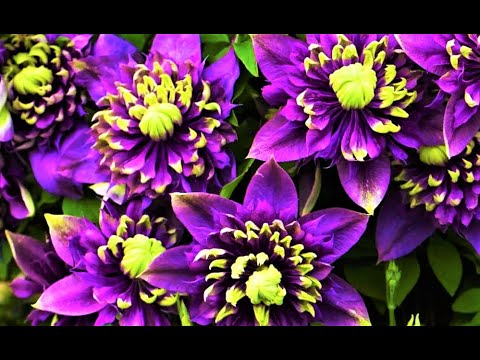 Video: Potted Clematis Plants - Կարո՞ղ եք կլեմատիս աճեցնել տարաներում