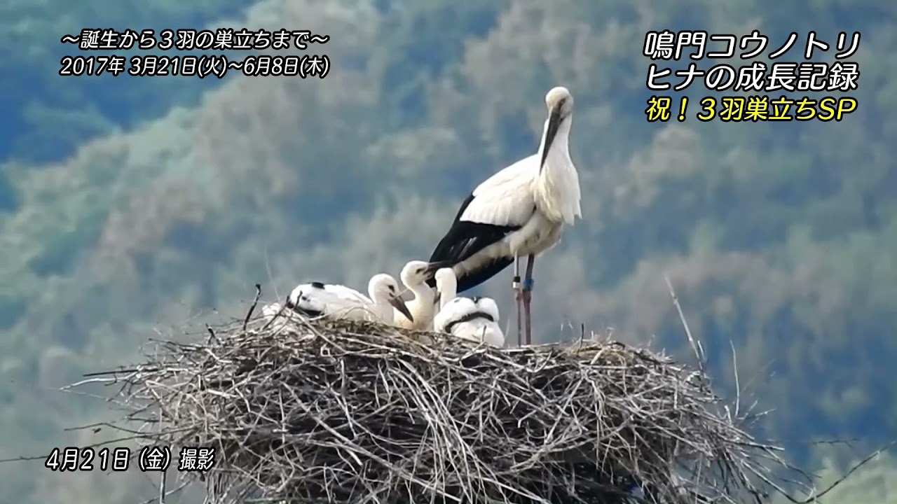 コウノドリ 32 コウノドリ 32 鈴ノ木ユウ - メルカリ
