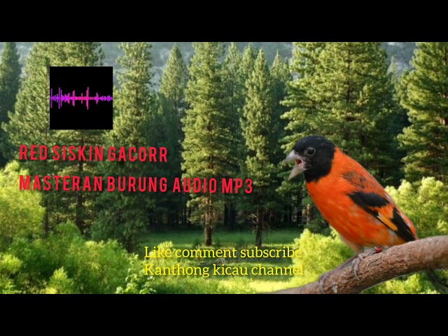 KICAUAN RED SISKIN GACOR AUDIO MP3 class=