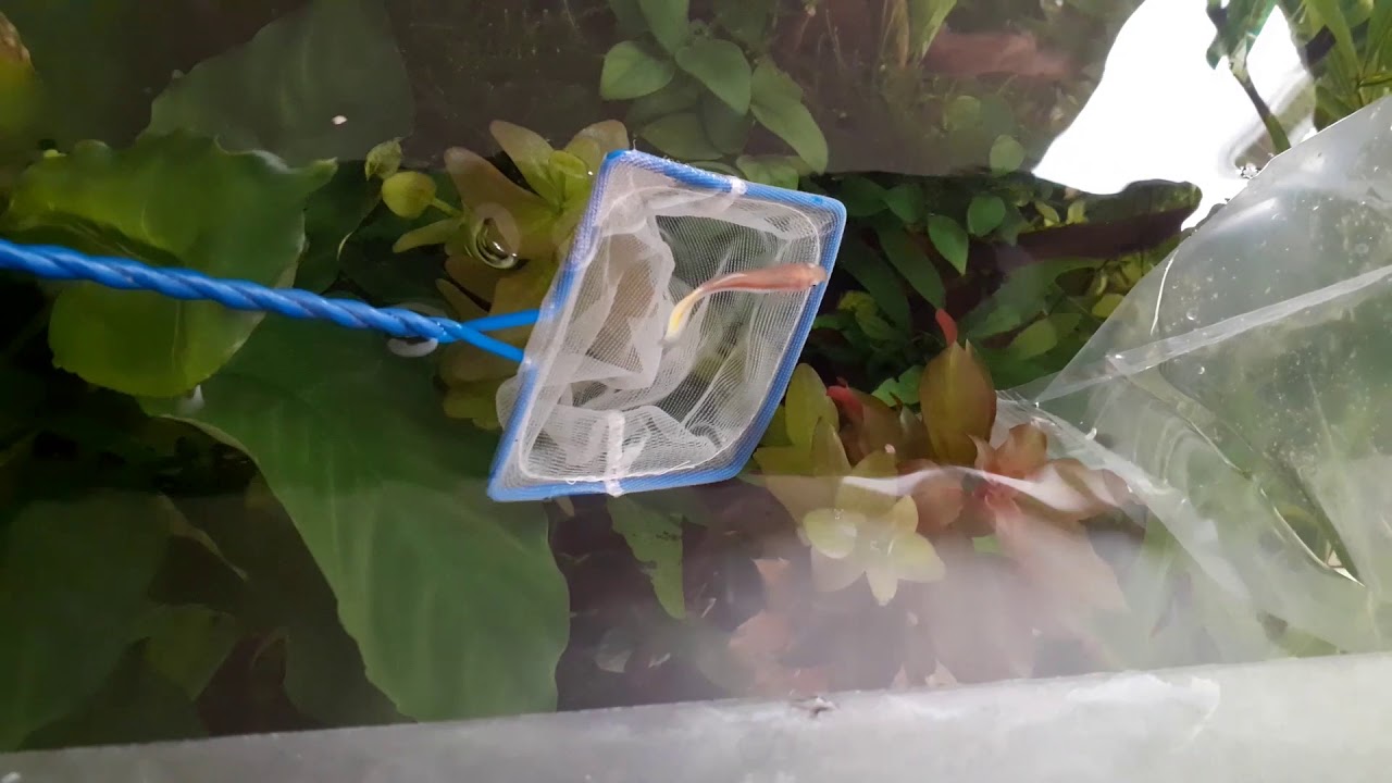 Acclimatation a la Basquano