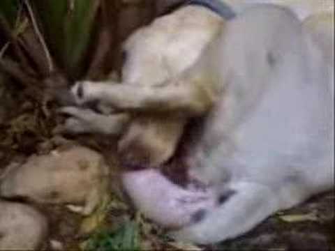 Youtube Cat Can T Stop Hugging Dog Youtube Cat Can T Stop Hugging Dog