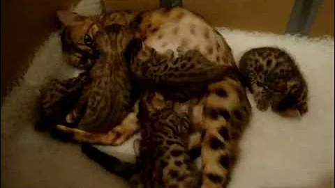 Video 10735481: bengal cat kitten, brown spotted bengal kitten, bengal kitten born, first litter