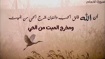 سورة الأنعام ( اية 95 ) الشيخ المنشاوى🧡