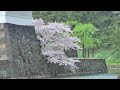 桜田門 お堀のサクラ