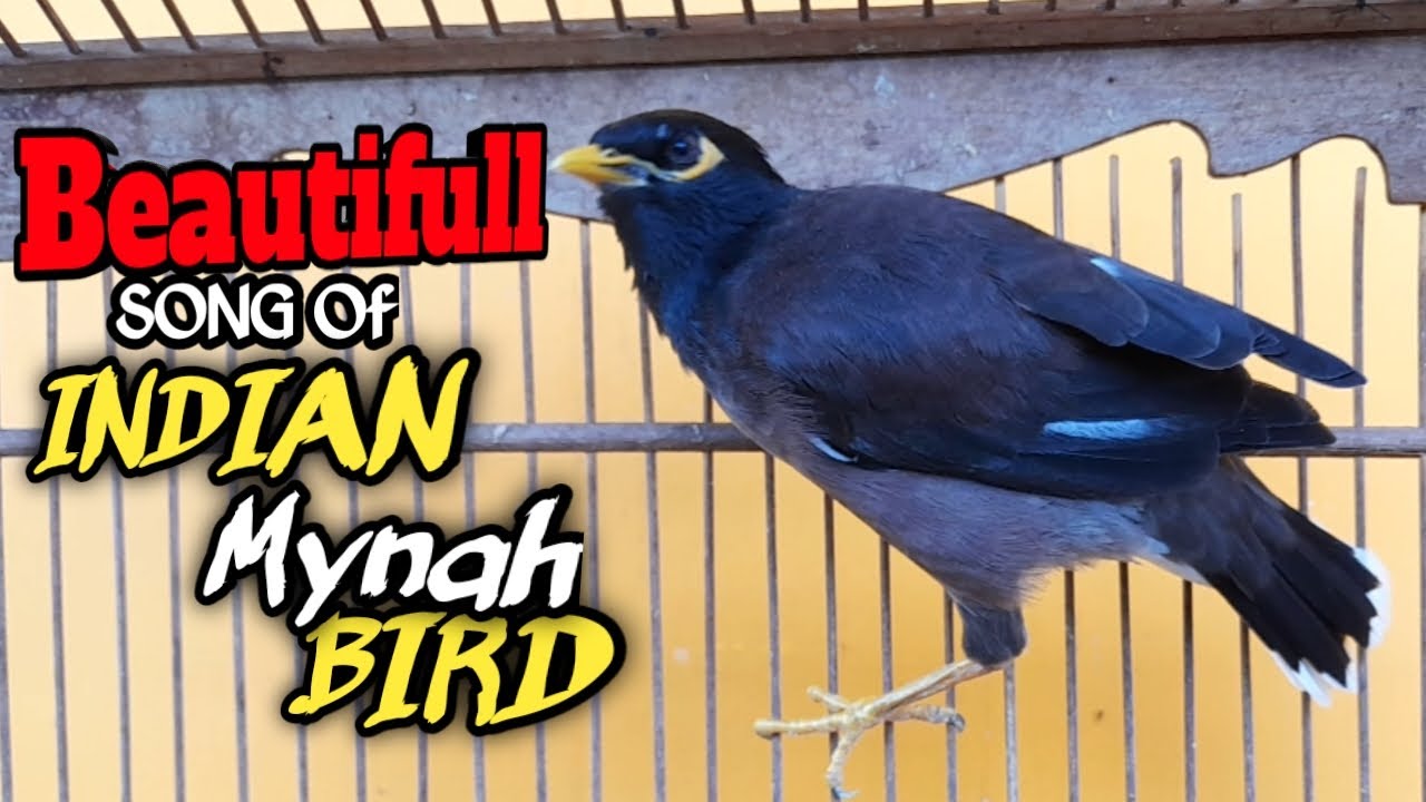 PANCINGAN / MASTERAN JALAK NIAS GACOR | BEAUTIFUL SONG OF INIDAN MYNAH ...