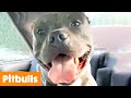 Silliest Pitbull Bloopers | Funny Pet Videos