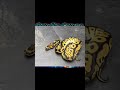 SWIRL CLOWN BALL PYTHON‼️ +SUPER SWIRL CLOWN⁉️