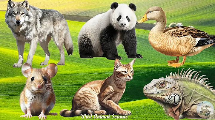 Video 5753981: farm animal sounds, cat