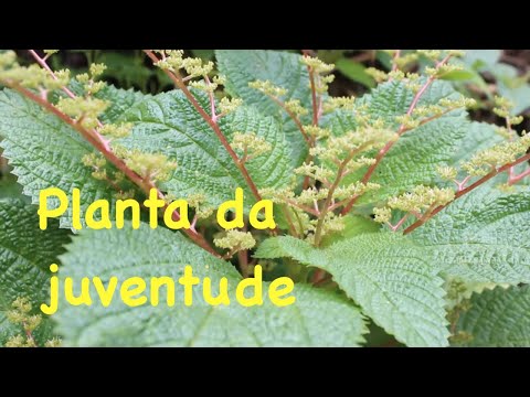 A planta da juventude, cura, regenera e nutre seu corpo dos pés á cabeça