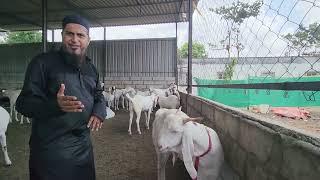 Sabse Bada Sojat Collection At Darr-e-Arqam Goat Farm Padgha Bhiwandi.