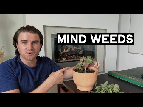 Why Your Mind Is Full Of Weeds