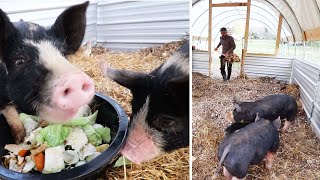 (First 72 HRS) with our New PIGS