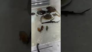 My Fish Tank Is Destroyed