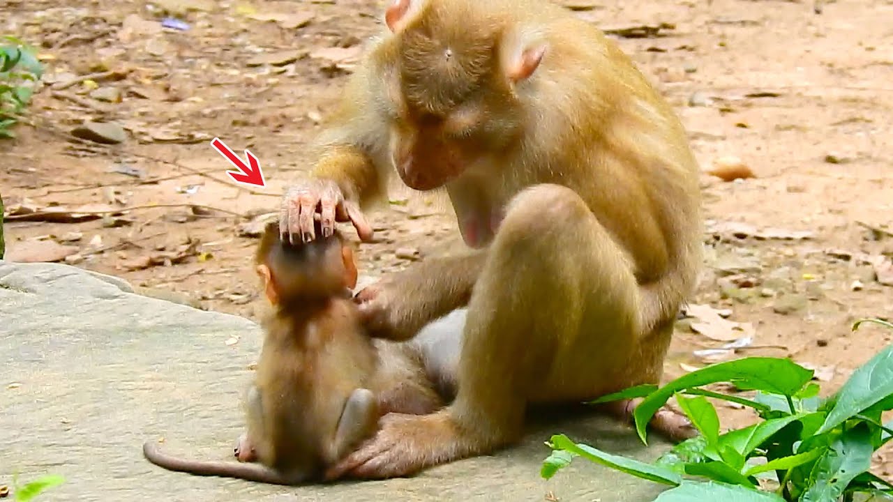 mom Libby just nursing baby Rainbow!, baby Rainbow, new baby monkey, today monkey...