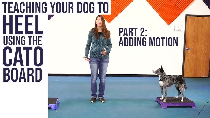 Teach your dog to HEEL using Cato Boards! (part 1) 