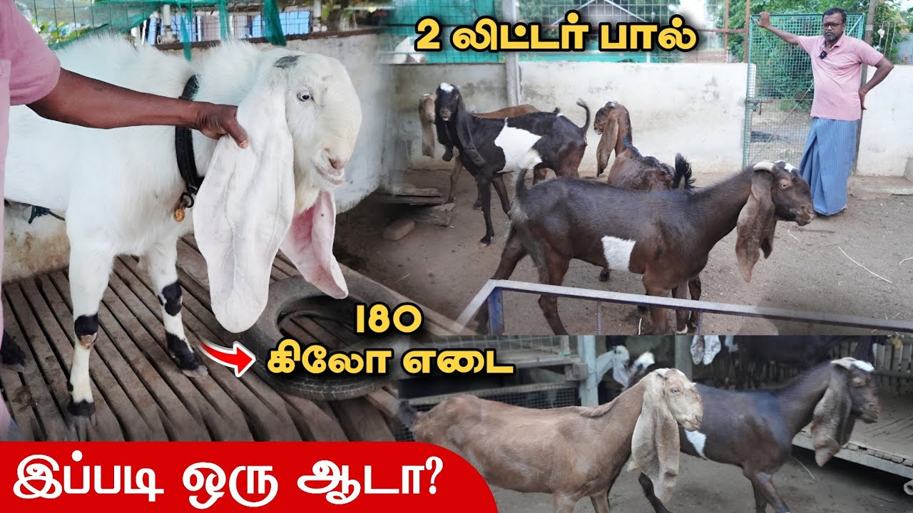 தினமும் 2 லிட்டர் பால்,அதிக எடை கொண்ட ஜமுனாபாரி ஆடுகள் | Jamunapari Goat