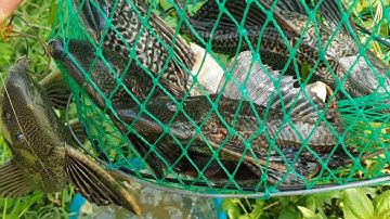 Câu lục đầu cần, sát thủ cá lau kiếng