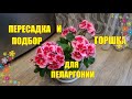 Грунт, пересадка и подбор горшка для пеларгонии ( герани )