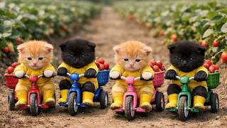 Papa Cat’s Big Farm Day Goes Wrong When Kittens Can’t Stop Eating Strawberries 🍓😂